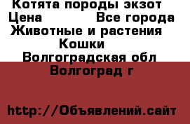 Котята породы экзот › Цена ­ 7 000 - Все города Животные и растения » Кошки   . Волгоградская обл.,Волгоград г.